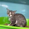 Clyde [Chaton]