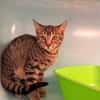 Tuffy [Chaton]