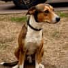 MILOU