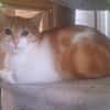IRONCAT