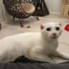 COTON
