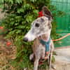 ARGOS (Animalea)