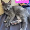 ADDICIE ET HÉMÉRA À ADOPTER ENSEMBLE