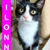 FILONNA A ADOPTER EN DUO AVEC PISTON OU SEUL SI DÉJÀ UN CHAT PRÉSENT CHEZ VOUS
