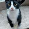 FILONNA A ADOPTER EN DUO AVEC PISTON OU SEUL SI DÉJÀ UN CHAT PRÉSENT CHEZ VOUS