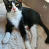 FILONNA A ADOPTER EN DUO AVEC PISTON OU SEUL SI DÉJÀ UN CHAT PRÉSENT CHEZ VOUS