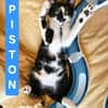 PISTON A ADOPTÉ AVEC FILONNA OU SEUL SI DÉJÀ UN CHAT PRÉSENT CHEZ VOUS