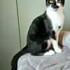 PISTON A ADOPTÉ AVEC FILONNA OU SEUL SI DÉJÀ UN CHAT PRÉSENT CHEZ VOUS