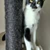 PISTON A ADOPTÉ AVEC FILONNA OU SEUL SI DÉJÀ UN CHAT PRÉSENT CHEZ VOUS