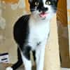 PISTON A ADOPTÉ AVEC FILONNA OU SEUL SI DÉJÀ UN CHAT PRÉSENT CHEZ VOUS