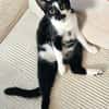 PISTON A ADOPTÉ AVEC FILONNA OU SEUL SI DÉJÀ UN CHAT PRÉSENT CHEZ VOUS