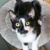 PISTON A ADOPTÉ AVEC FILONNA OU SEUL SI DÉJÀ UN CHAT PRÉSENT CHEZ VOUS