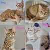 BOUNTY, BELLA, BIANCA et BENJI