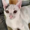 liebe Jungkatze Pim