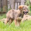 Biene💕menschenbezogenes und hundefreundliches Hundemädchen