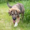 Biene💕menschenbezogenes und hundefreundliches Hundemädchen
