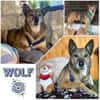 WOLF * lieber Senior wartet auf Familie