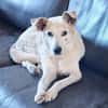 Lenny ❤ wartet in 45239 Essen , Gnadenplatz gesucht