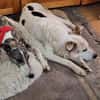 Lenny ❤ wartet in 45239 Essen , Gnadenplatz gesucht