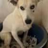 Lenny ❤ wartet in 45239 Essen , Gnadenplatz gesucht