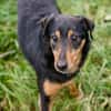 SKIBBY - Charmanter Schmusehund sucht seine Menschen