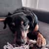 SKIBBY - Charmanter Schmusehund sucht seine Menschen