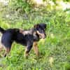 SKIBBY - Charmanter Schmusehund sucht seine Menschen