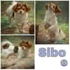 SIBO -liebevoll, fröhlich, anhänglich-