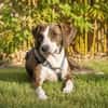 Freundliche Katar sucht Zuhause