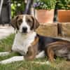 Freundliche Katar sucht Zuhause