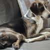 Freundliche Katar sucht Zuhause
