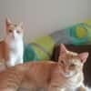 Leo & Marsia  unzertrennliches Katzenpaar sucht Zuhause