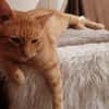 Leo & Marsia  unzertrennliches Katzenpaar sucht Zuhause