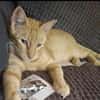 Leo & Marsia  unzertrennliches Katzenpaar sucht Zuhause