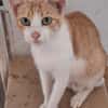 Leo & Marsia  unzertrennliches Katzenpaar sucht Zuhause