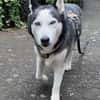 Husky MAXwartet schon in 56626 Andernach