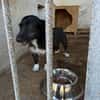 Fanny, 2 Jahre alt  sucht ihre eigene Familie!