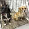Fanny, 2 Jahre alt  sucht ihre eigene Familie!
