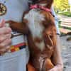 die kleine Ginger sucht liebevolles Zuhause
