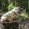 NEVA -sucht hundeerfahrenes Zuhause-