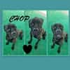 Chop sucht sein Glück