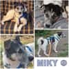 MIKY ° Charakterkopf sucht sein Zuhause