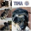 TIMA * braucht Verständnis & Sicherheit