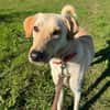 LEN -sucht hundeerfahrene Menschen-