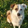 Harvey der ruhige Geselle