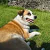 Harvey der ruhige Geselle