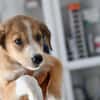 Liebenswerter Semolino sucht Zuhause