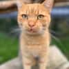 Garfield sucht sein Zuhause