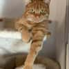 Garfield sucht sein Zuhause