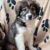 Honey💕Zuckermaus sucht ihre Familie